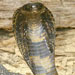   SG_Cobra