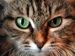  Whiskas