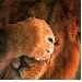   =KES=Strakosh