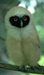   hoot