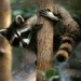   racoon