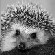Аватар для =UAb=Hedgehog